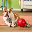 Show in main carousel: Jolly Pets Romp-n-Roll Dog Toy, Red, 6-in slide 5 of 7