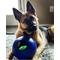 Show in main carousel: Jolly Pets Teaser Ball Dog Toy, Blue, 10-in slide 3 of 7