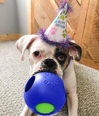 Show full view: Jolly Pets Teaser Ball Dog Toy, Blue, 4.5-in slide 2 of 5