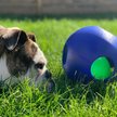 Show in main carousel: Jolly Pets Teaser Ball Dog Toy, Blue, 8-in slide 2 of 5