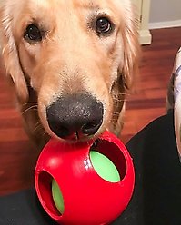 Jolly Pets Teaser Ball Dog Toy, Red, 4.5-in slide 2 of 4