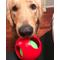 Show in main carousel: Jolly Pets Teaser Ball Dog Toy, Red, 4.5-in slide 3 of 7