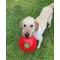 Show in main carousel: Jolly Pets Teaser Ball Dog Toy, Red, 8-in slide 2 of 7