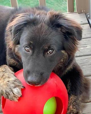 Show full view: Jolly Pets Teaser Ball Dog Toy, Red, 8-in slide 3 of 7