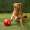Show in main carousel: Jolly Pets Teaser Ball Dog Toy, Red, 8-in slide 5 of 7