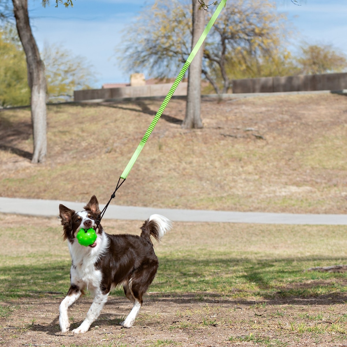Tuggig Rope JOLLY PETS Tree Tugger Rope Tug Dog Toy - Chewy.com
