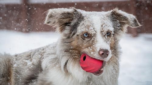 Show full view: Jolly Pets Tuff Tosser Dog Toy, 3-in slide 2 of 7
