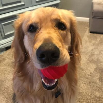 Show full view: Jolly Pets Tuff Tosser Dog Toy, 3-in slide 3 of 7