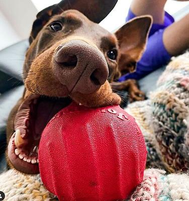 Show full view: Jolly Pets Tuff Tosser Dog Toy, 4-in slide 3 of 7