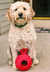 Jolly Pets Tuff Treader Dog Toy, 4.5-in slide 2 of 4