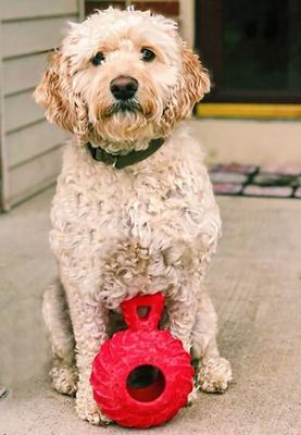 Show full view: Jolly Pets Tuff Treader Dog Toy, 4.5-in slide 2 of 6