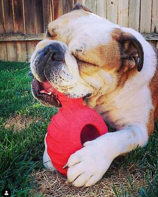 Show full view: Jolly Pets Tuff Treader Dog Toy, 6-in slide 2 of 7