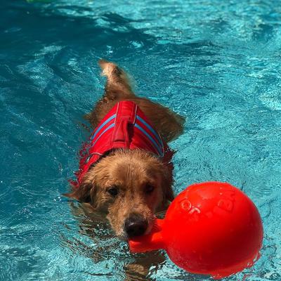 Show full view: Jolly Pets Tug-n-Toss Dog Toy, Orange, 6-in slide 4 of 9