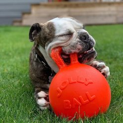 Jolly Pets Tug-n-Toss Dog Toy, Orange, 8-in slide 2 of 6