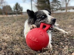 Jolly Pets Tug-n-Toss Dog Toy, Red, 8-in slide 2 of 5