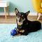 Show in main carousel: Jolly Pets Tug-n-Toss Mini Dog Toy, Blue, 4-in slide 3 of 6