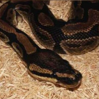 Show full view: Josh's Frogs Awesome Aspen Reptile Substrate, 10-qt bag slide 9 of 9