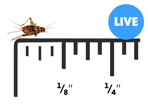 Show full view: Josh's Frogs Banded Crickets Live Feed Reptile Food, 1000 count slide 1 of 10