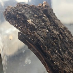 Josh's Frogs Banded Crickets Live Feed Reptile Food, 1000 count slide 2 of 8