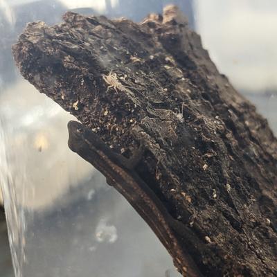 Show full view: Josh's Frogs Banded Crickets Live Feed Reptile Food, 1000 count slide 8 of 10