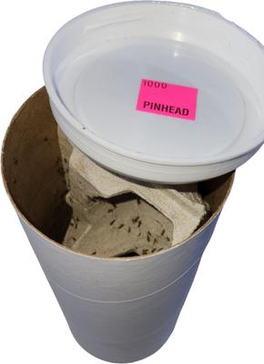 Show full view: Josh's Frogs Banded Crickets Live Feed Reptile Food, 1000 count slide 4 of 10