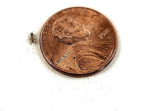 Show full view: Josh's Frogs Banded Crickets Live Feed Reptile Food, 1000 count slide 6 of 10