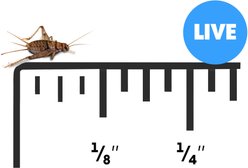 Josh's Frogs Banded Crickets Live Feed Reptile Food, 500 count