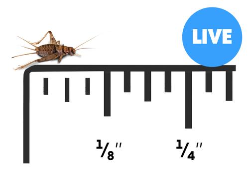 Show full view: Josh's Frogs Banded Crickets Live Feed Reptile Food, 500 count slide 1 of 11