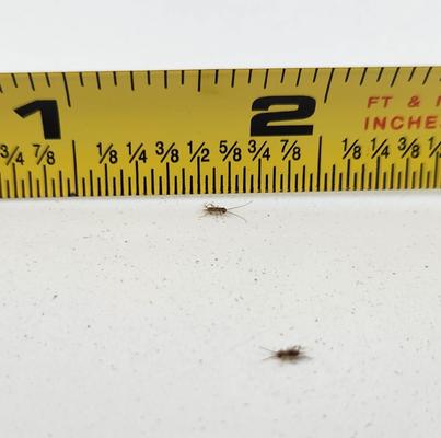 Show full view: Josh's Frogs Banded Crickets Live Feed Reptile Food, 500 count slide 8 of 11