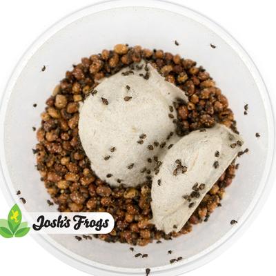 Show full view: Josh's Frogs Bean Beetle Culture Live Feed Reptile Food, 16-oz tub slide 4 of 9