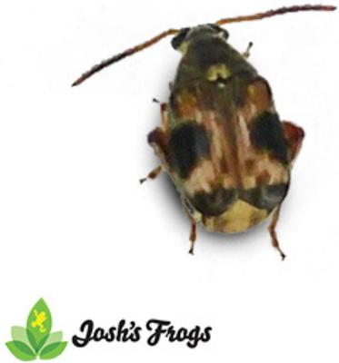 Show full view: Josh's Frogs Bean Beetle Culture Live Feed Reptile Food, 16-oz tub slide 5 of 9