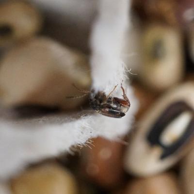 Show full view: Josh's Frogs Bean Beetle Culture Live Feed Reptile Food, 16-oz tub slide 6 of 9