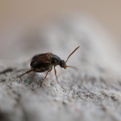 Show full view: Josh's Frogs Bean Beetle Culture Live Feed Reptile Food, 16-oz tub slide 7 of 9