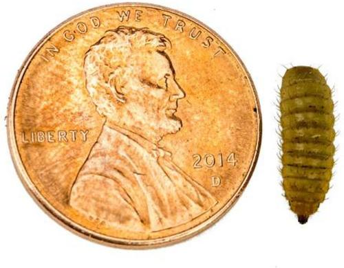 Show full view: Josh's Frogs Bearded Dragon Feeder Bundle, Adult slide 3 of 10