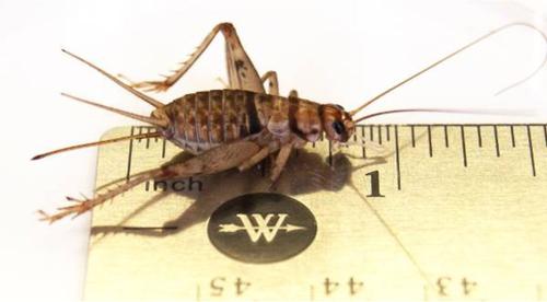 Show full view: Josh's Frogs Bearded Dragon Feeder Bundle, Adult slide 5 of 10