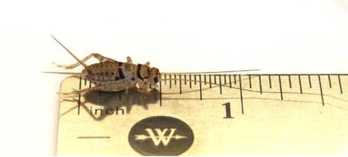 Show full view: Josh's Frogs Bearded Dragon Feeder Bundle, Juvenile slide 3 of 10