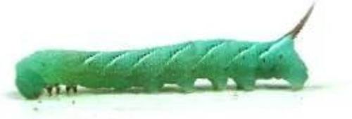 Show full view: Josh's Frogs Bearded Dragon Feeder Bundle, Juvenile slide 9 of 10