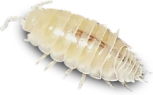 Show full view: Josh's Frogs Bioactive Bundle Live Feed Reptile Food: Dwarf Tropical White Isopods, 25 count + Temperate Springtails, 8-oz slide 6 of 10