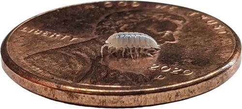 Show full view: Josh's Frogs Bioactive Bundle Live Feed Reptile Food: Dwarf Tropical White Isopods, 25 count + Temperate Springtails, 8-oz slide 7 of 10