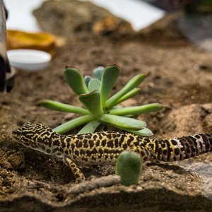 Josh's Frogs BioBedding Desert Bioactive Reptile Substrate, 10-qt bag