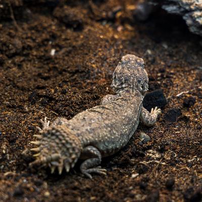 Show full view: Josh's Frogs BioBedding Desert Bioactive Reptile Substrate, 10-qt bag slide 9 of 10