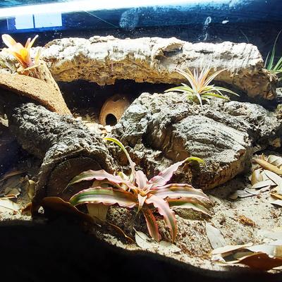 Show full view: Josh's Frogs BioBedding Hermit Crab Bioactive Reptile Substrate, 10-qt bag slide 8 of 9