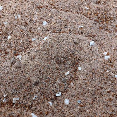 Show full view: Josh's Frogs BioBedding Hermit Crab Bioactive Reptile Substrate, 4-qt bag slide 5 of 8