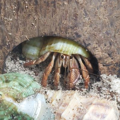 Show full view: Josh's Frogs BioBedding Hermit Crab Bioactive Reptile Substrate, 4-qt bag slide 8 of 8
