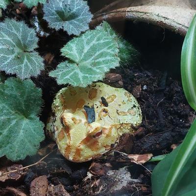 Show full view: Josh's Frogs BioBedding Pac-Man Bioactive Reptile Substrate, 4-qt bag slide 8 of 8