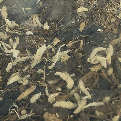 Show full view: Josh's Frogs BioBedding Tropical Bioactive Reptile Substrate, 10-qt bag slide 5 of 9