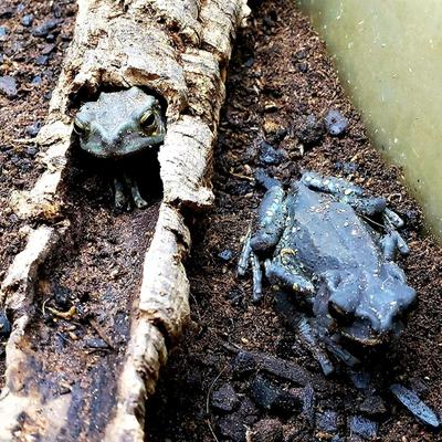 Show full view: Josh's Frogs BioBedding Tropical Bioactive Reptile Substrate, 10-qt bag slide 9 of 9