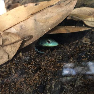 Show full view: Josh's Frogs BioBedding Tropical Bioactive Reptile Substrate, 4-qt bag slide 8 of 8