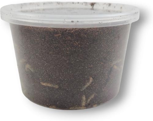 Show full view: Josh's Frogs Black Soldier Fly Larvae Live Feed Reptile Food, Large, 1000 count slide 3 of 10