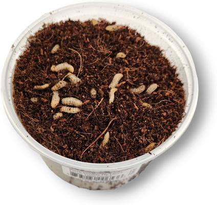 Show full view: Josh's Frogs Black Soldier Fly Larvae Live Feed Reptile Food, Large, 1000 count slide 5 of 10